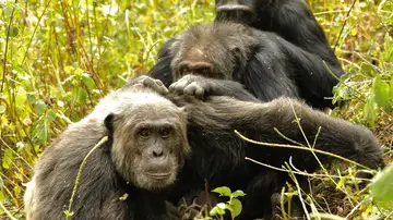 Chimpancés Chimpancés