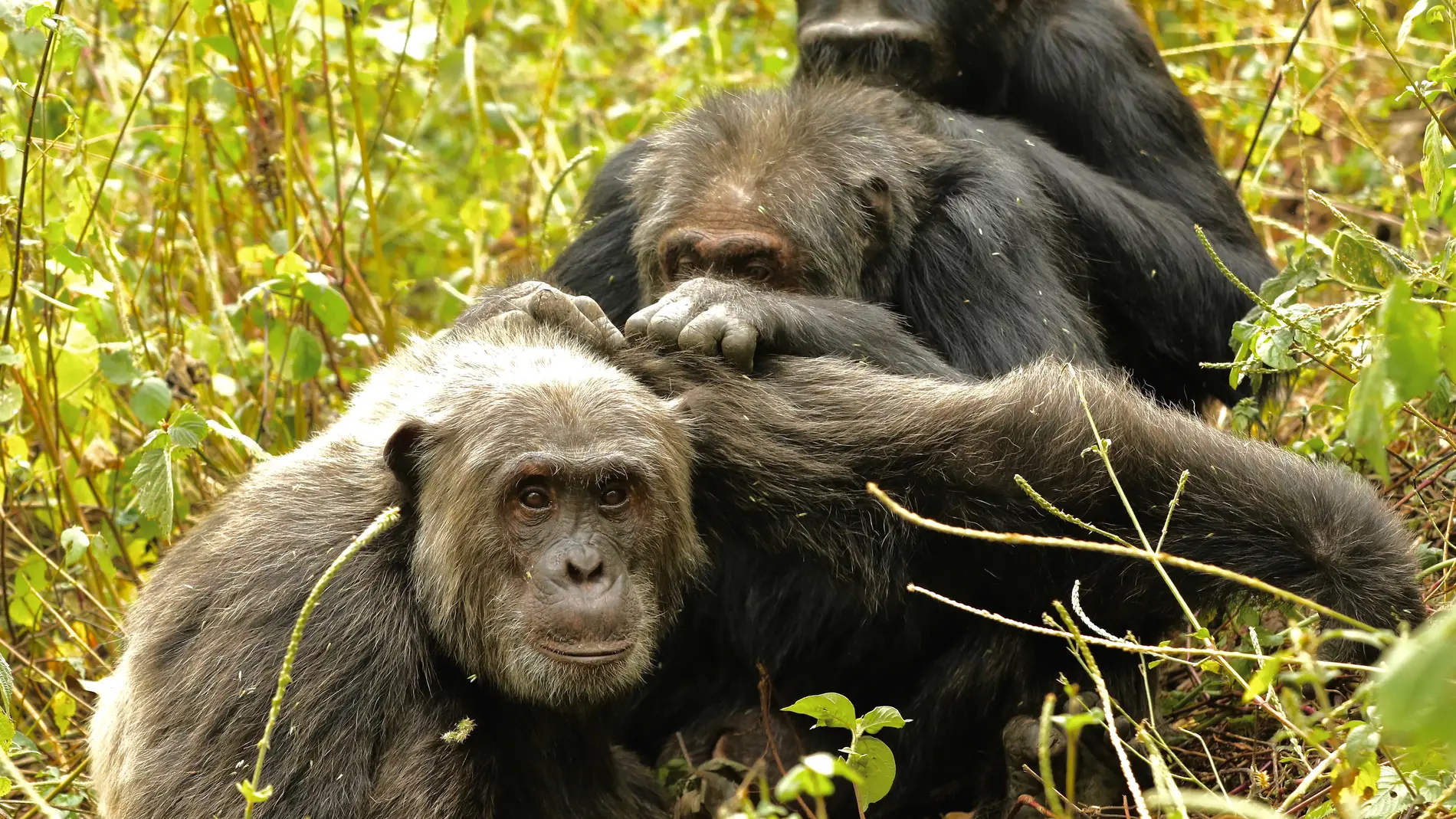 Chimpancés Chimpancés
