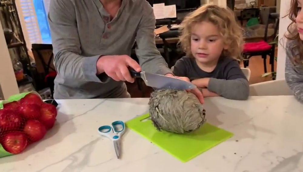 VÍDEO: Abre un nido de avispas por la mitad y esto es lo que se encuentra