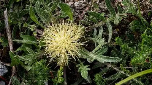 La Centaura ultreaie que solo se ve en Galicia La Centaura ultreaie que solo se ve en Galicia