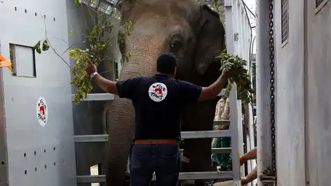 Elefante Kavaan Elefante Kavaan