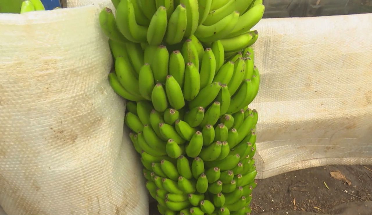 El plátano de Canarias, un producto rico y sostenible El plátano de Canarias, un producto rico y sostenible