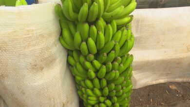 El plátano de Canarias, un producto rico, cercano y respetuoso con el medio ambiente 