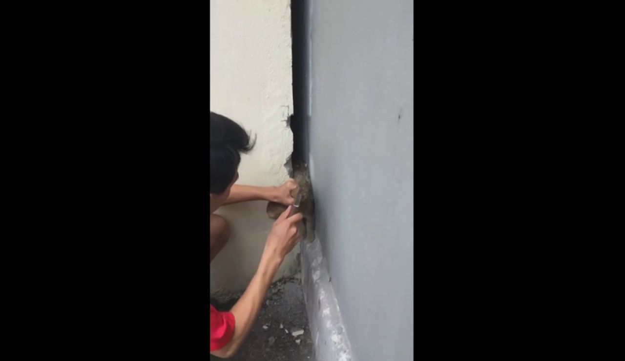 VÍDEO: Rompe una pared para rescatar a un gato que se había quedado atrapado dentro