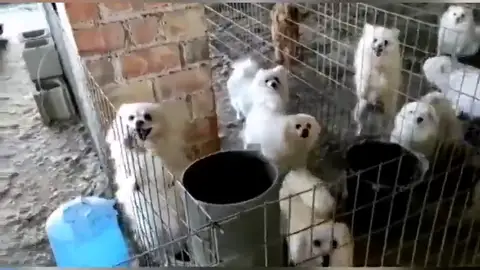 Desmantelan un criadero ilegal de perros, la mitad con las cuerdas vocales cortadas Desmantelan un criadero ilegal de perros, la mitad con las cuerdas vocales cortadas