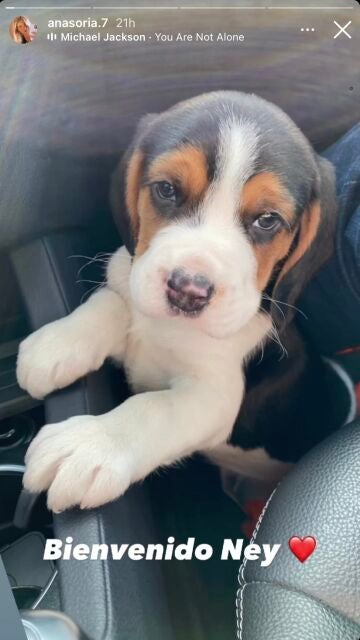 UN CACHORRITO