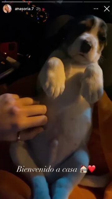 UN PRECIOSO PERRITO