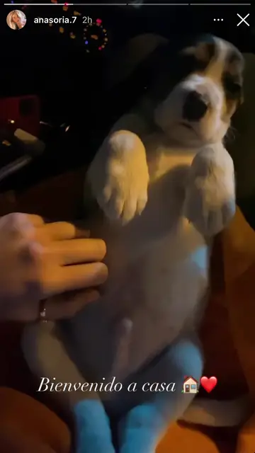 Enrique Ponce y Ana Soria toman la decisión de ampliar la familia con un nuevo miembro UN PRECIOSO PERRITO