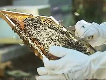 Ejemplo de colmena de abejas