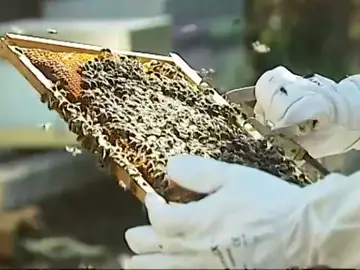 Ejemplo de colmena de abejas Ejemplo de colmena de abejas