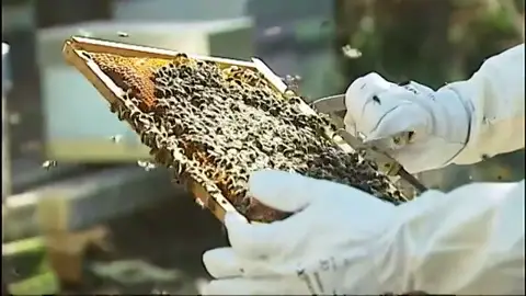 Ejemplo de colmena de abejas Cambia la crisis hotelera por un proyecto más dulce de apadrinamiento de colmenas de abejas