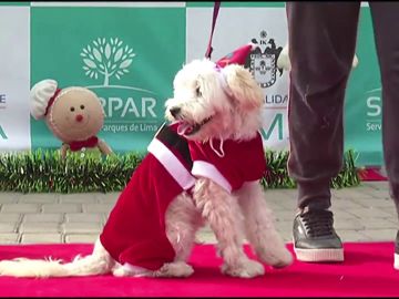 El peculiar desfile de perros con trajes de Navidad para pedir que se prohíban los fuegos artificiales en Perú