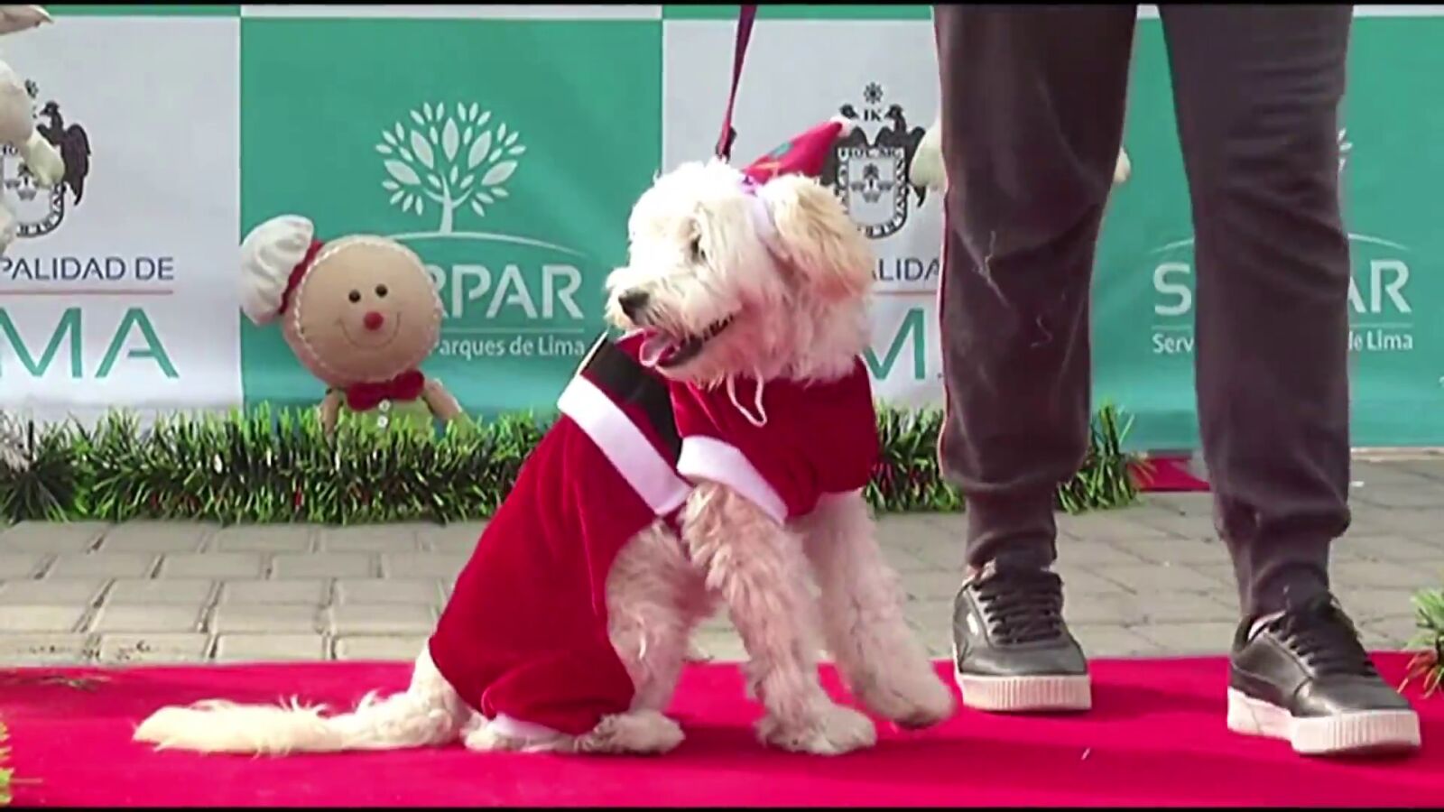 El peculiar desfile de perros con trajes de Navidad para pedir que se prohíban los fuegos artificiales en Perú