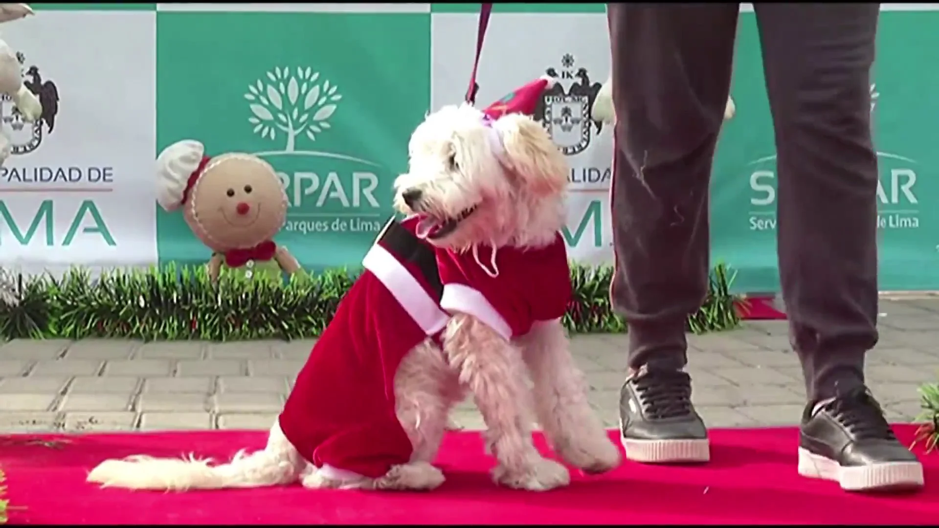 El peculiar desfile de perros con trajes de Navidad para pedir que se proh&iacute;ban los fuegos artificiales en Per&uacute;