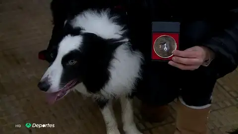 perro perro