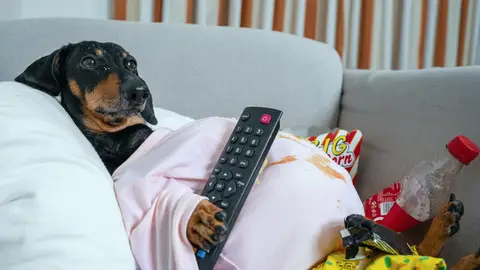 Perro con mando Perro con mando