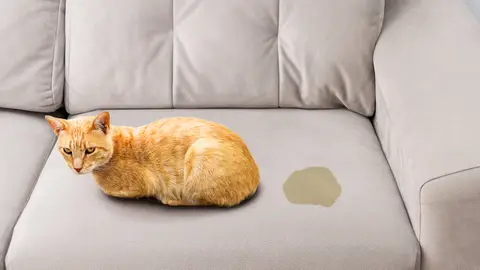 Pis en el sofá