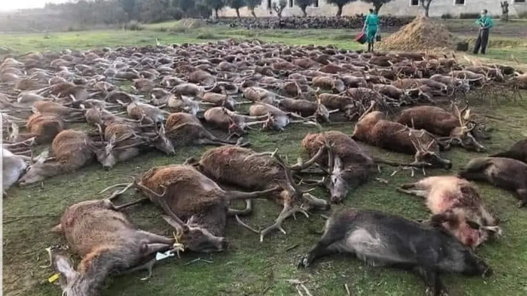 Imagen de la monter&iacute;a en Portugal 