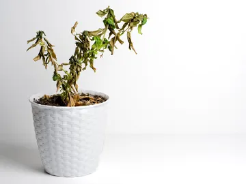 Planta marchita Planta marchita