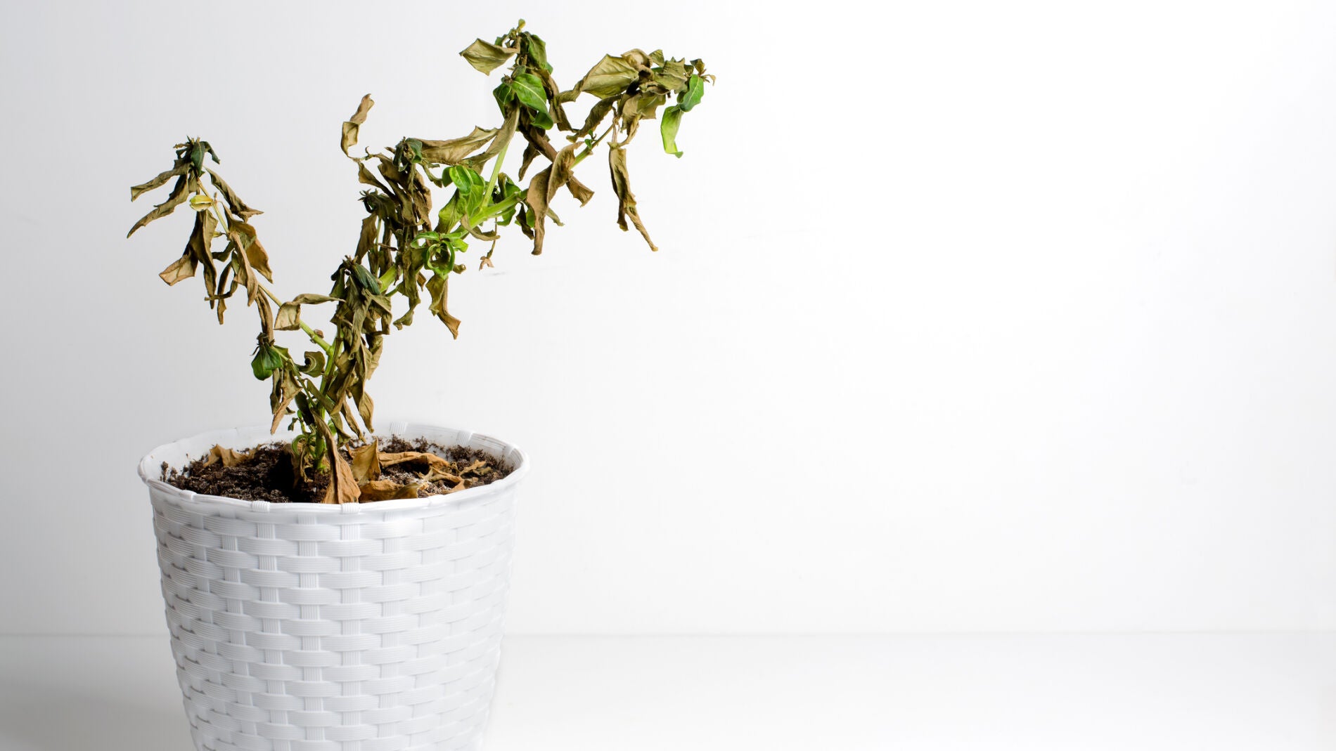 Planta marchita