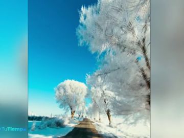 La asombrosa cencellada grabada en Albacete a 16 grados bajo cero