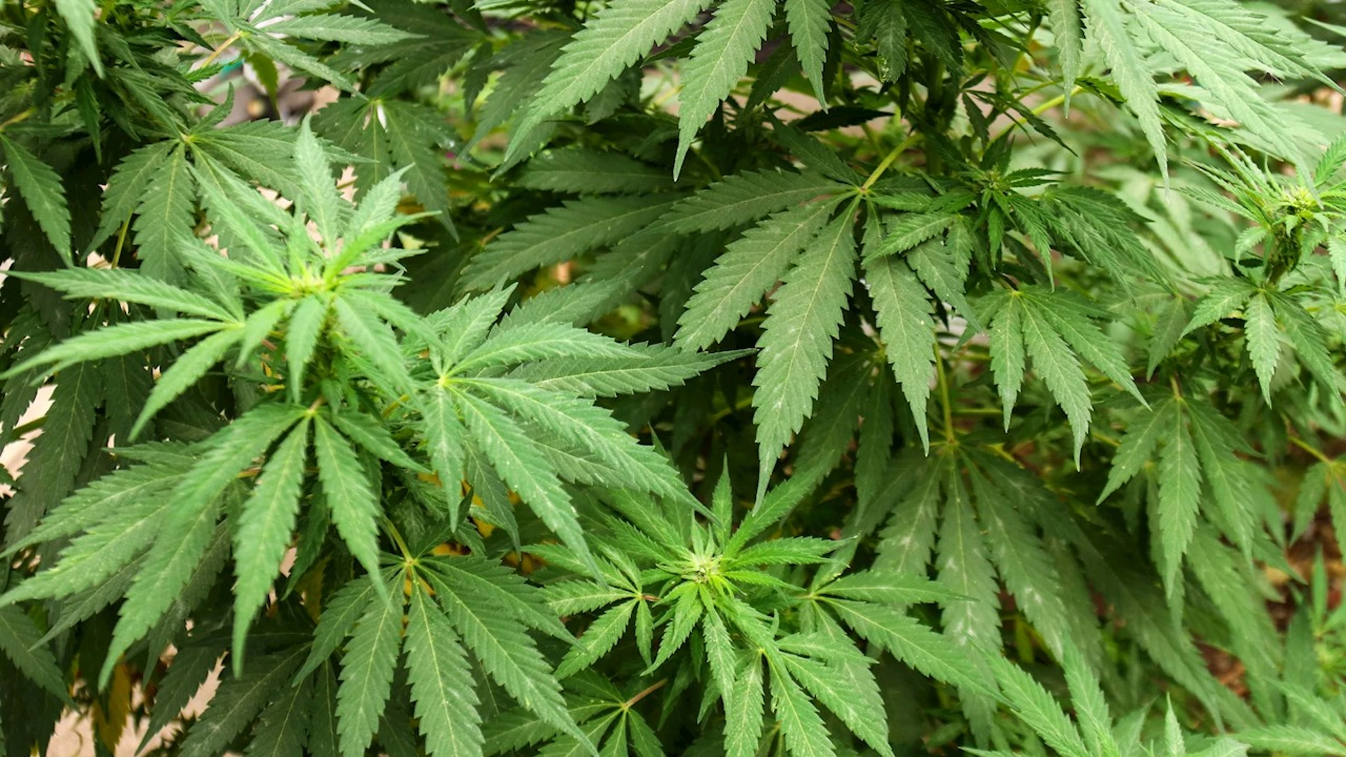 ¿Es Granada la capital europea de la marihuana? ¿Es Granada la capital europea de la marihuana?