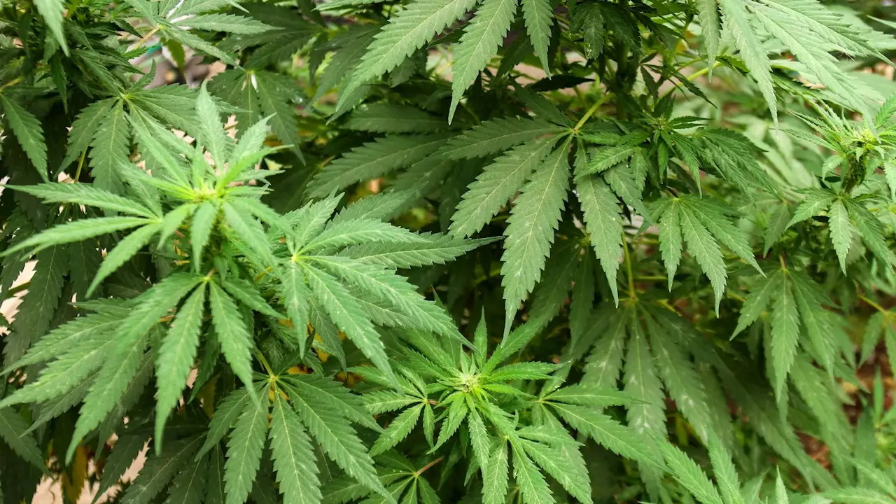 ¿Es Granada la capital europea de la marihuana? ¿Es Granada la capital europea de la marihuana?