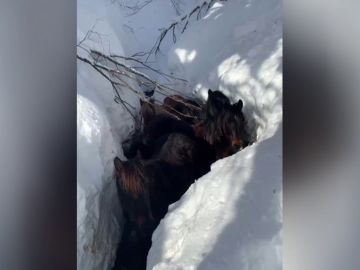 El rescate de unos caballos atrapados por la nevada en Burgos