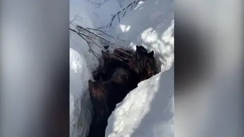 El rescate de unos caballos atrapados por la nevada en Burgos El rescate de unos caballos atrapados por la nevada en Burgos