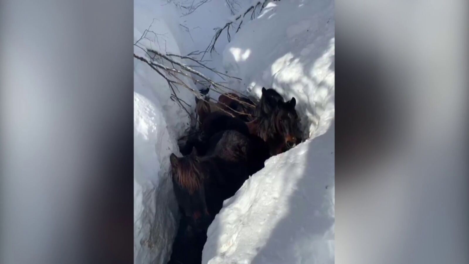 Así fue el rescate de unos caballos atrapados por el temporal de nieve en Burgos