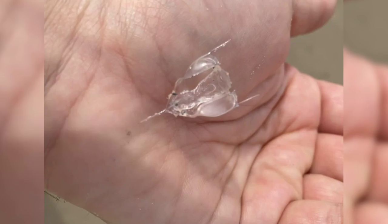 Encuentran una extraña criatura "de plástico" en una playa y nadie sabe que es