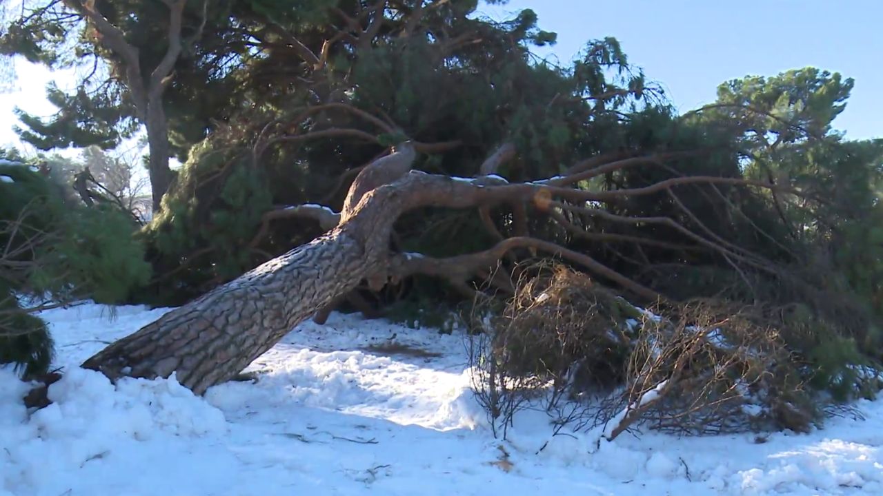 Los árboles y las aves, víctimas del temporal Filomena por la nieve