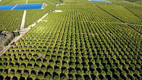Limón de Europa: del árbol a tu mesa en 24 horas 