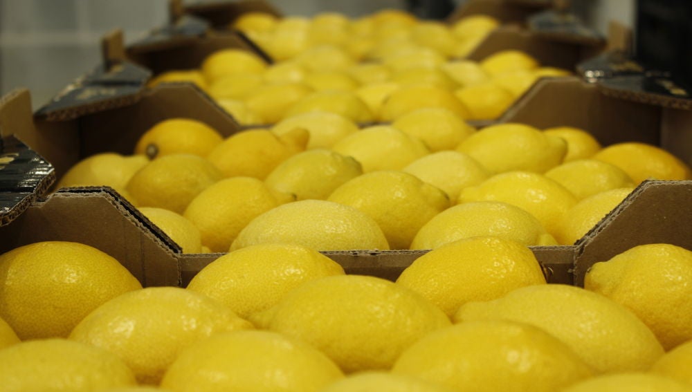 El limón europeo, la garantía de un líder en producción y exportación