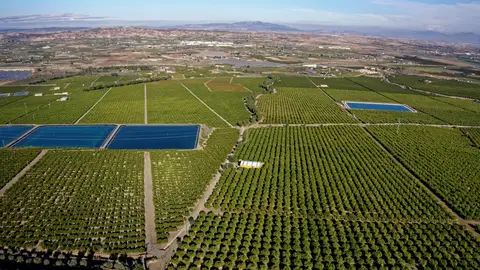 El limón europeo, la garantía de un líder en producción y exportación El limón europeo, la garantía de un líder en producción y exportación