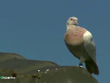 Australia perdona la vida a Joe, una paloma de carreras que se creía había llegado desde Estados Unidos