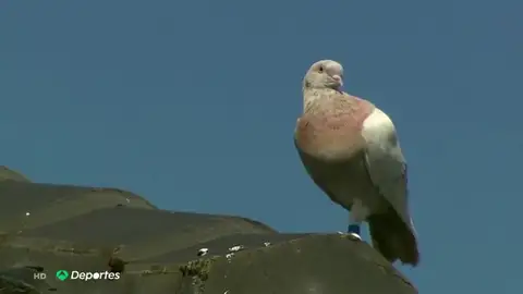 Australia perdona la vida a Joe, una paloma de carreras que se creía había llegado desde Estados Unidos Australia perdona la vida a Joe, una paloma de carreras que se creía había llegado desde Estados Unidos