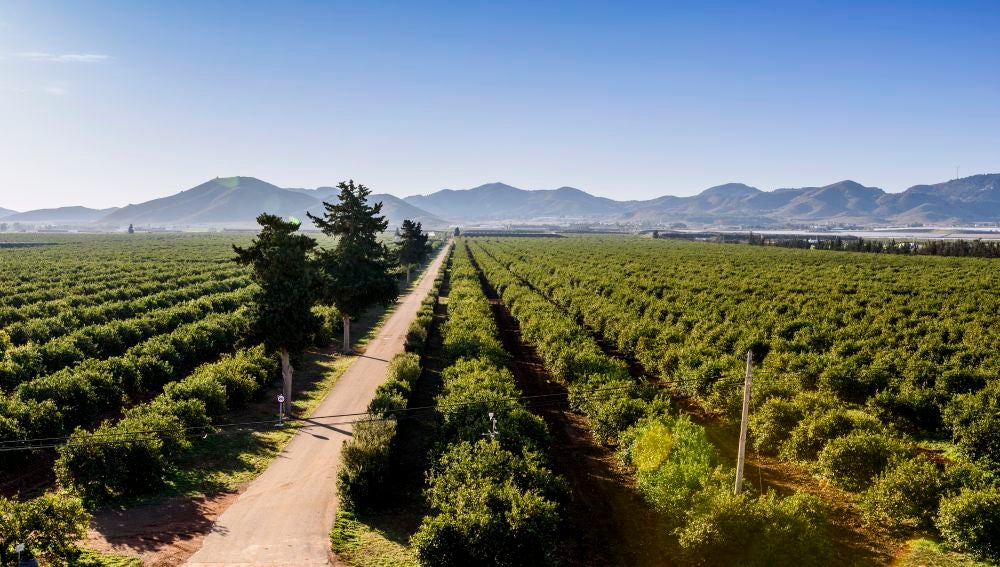 Limón de Europa: del árbol a tu mesa en 24 horas