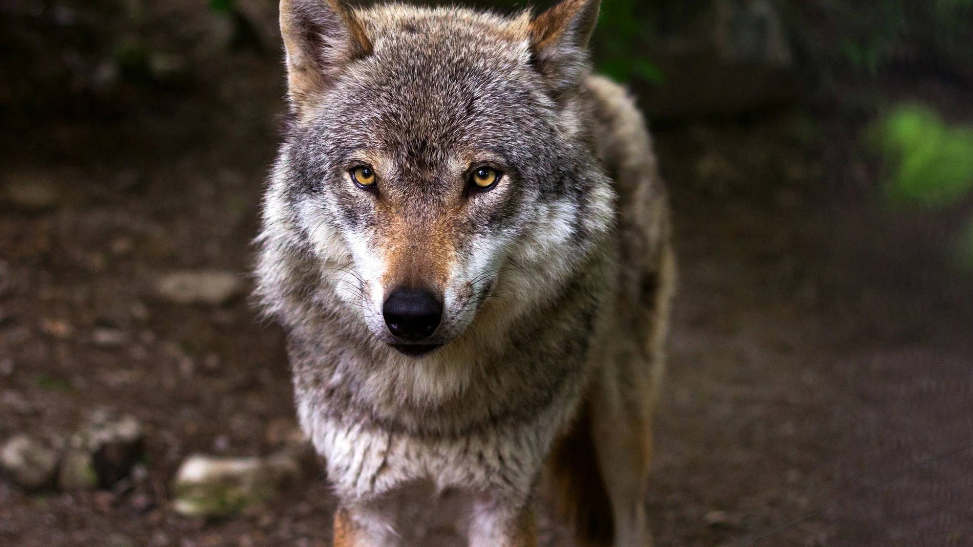 Lobo Lobo