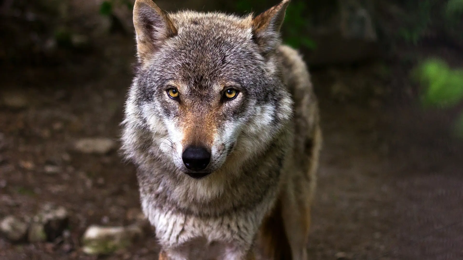 Lobo Lobo