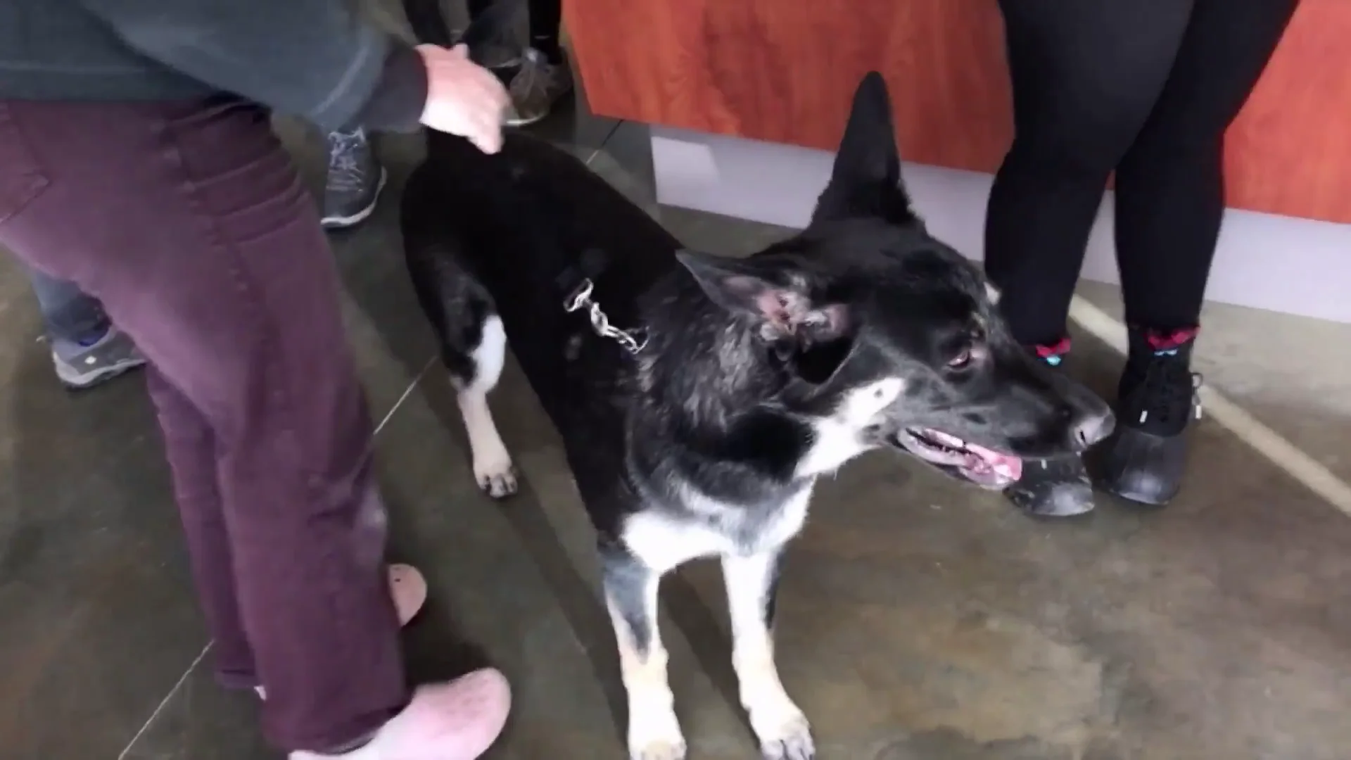 Major, el perro de Joe Biden