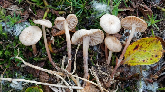 Las lluvias han hecho proliferar la aparición de setas en Castilla y León Hallan once nuevas especies de setas para la ciencia en Aragon