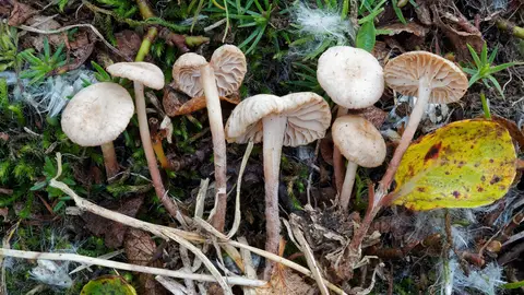 Las lluvias han hecho proliferar la aparición de setas en Castilla y León Hallan once nuevas especies de setas para la ciencia en Aragon