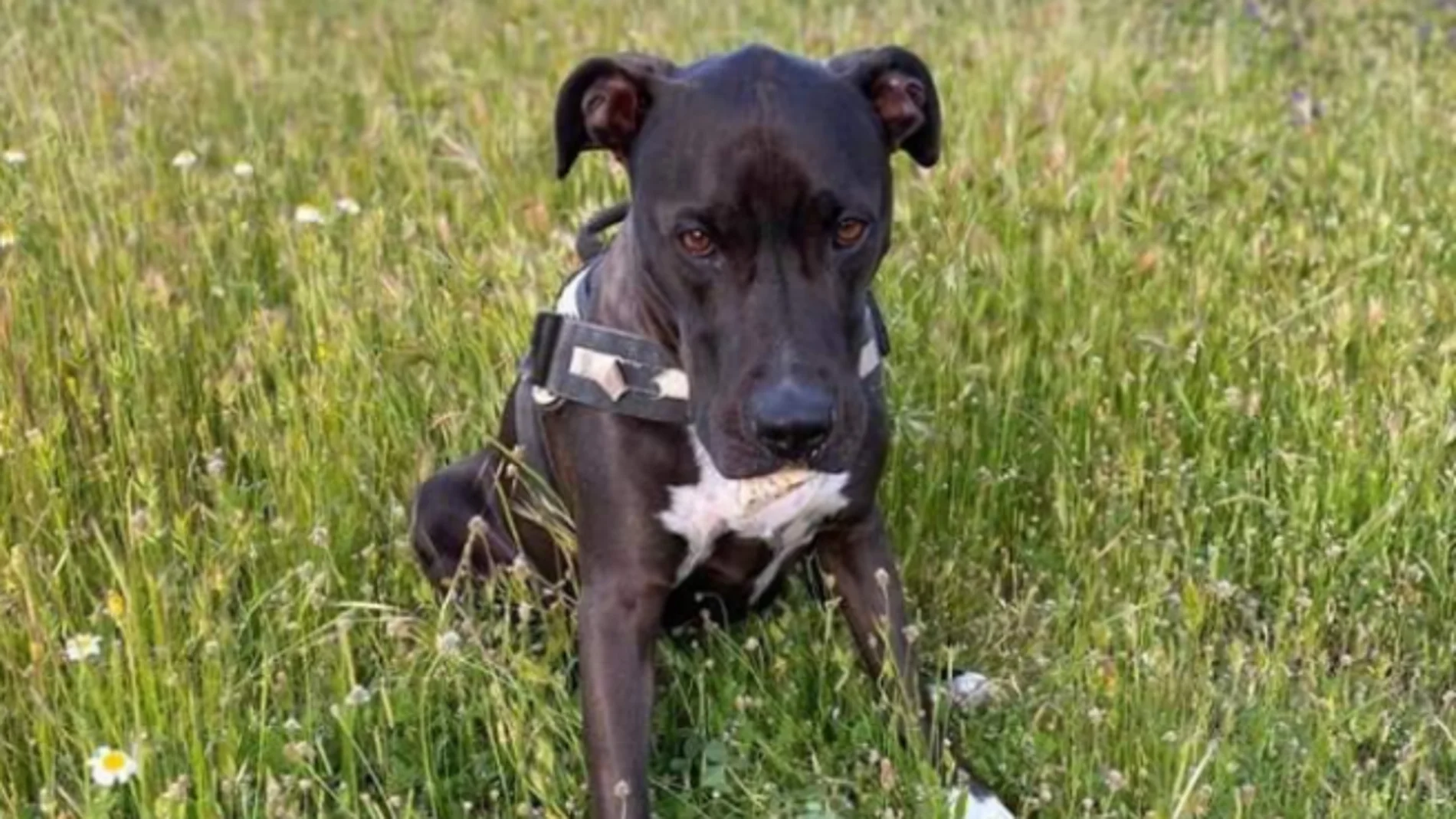 Fotografía de Brutus, perro que ha desaparecido tras la explosión en Puerta de Toledo Fotografía de Brutus, perro que ha desaparecido tras la explosión en Puerta de Toledo