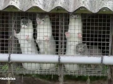 Detectan un brote de coronavirus en una granja con más de 3.000 visones en Galicia