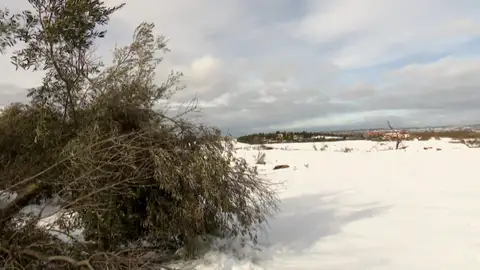 El campo sigue sufriendo los efectos de Filomena tres semanas después El campo sigue sufriendo los efectos de Filomena tres semanas después