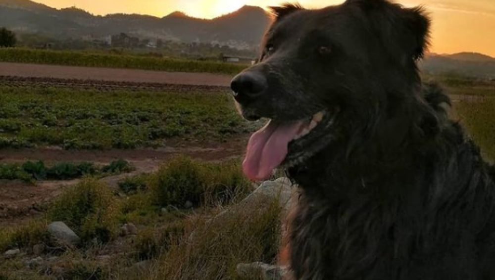 Un perro muere a manos de un cazador en Torrelles de Llobregat, Barcelona