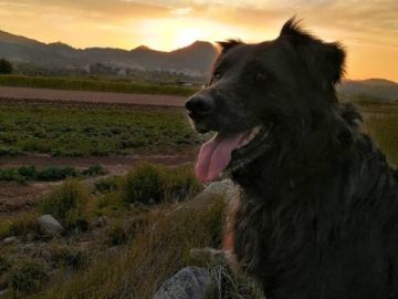 Un perro muere a manos de un cazador en Torrelles de Llobregat, Barcelona