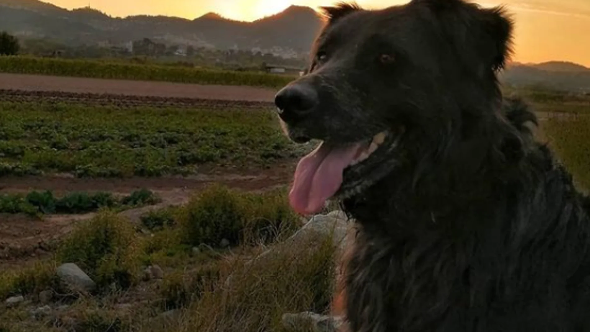 Un perro muere a manos de un cazador en Torrelles de Llobregat, Barcelona Un perro muere a manos de un cazador en Torrelles de Llobregat, Barcelona