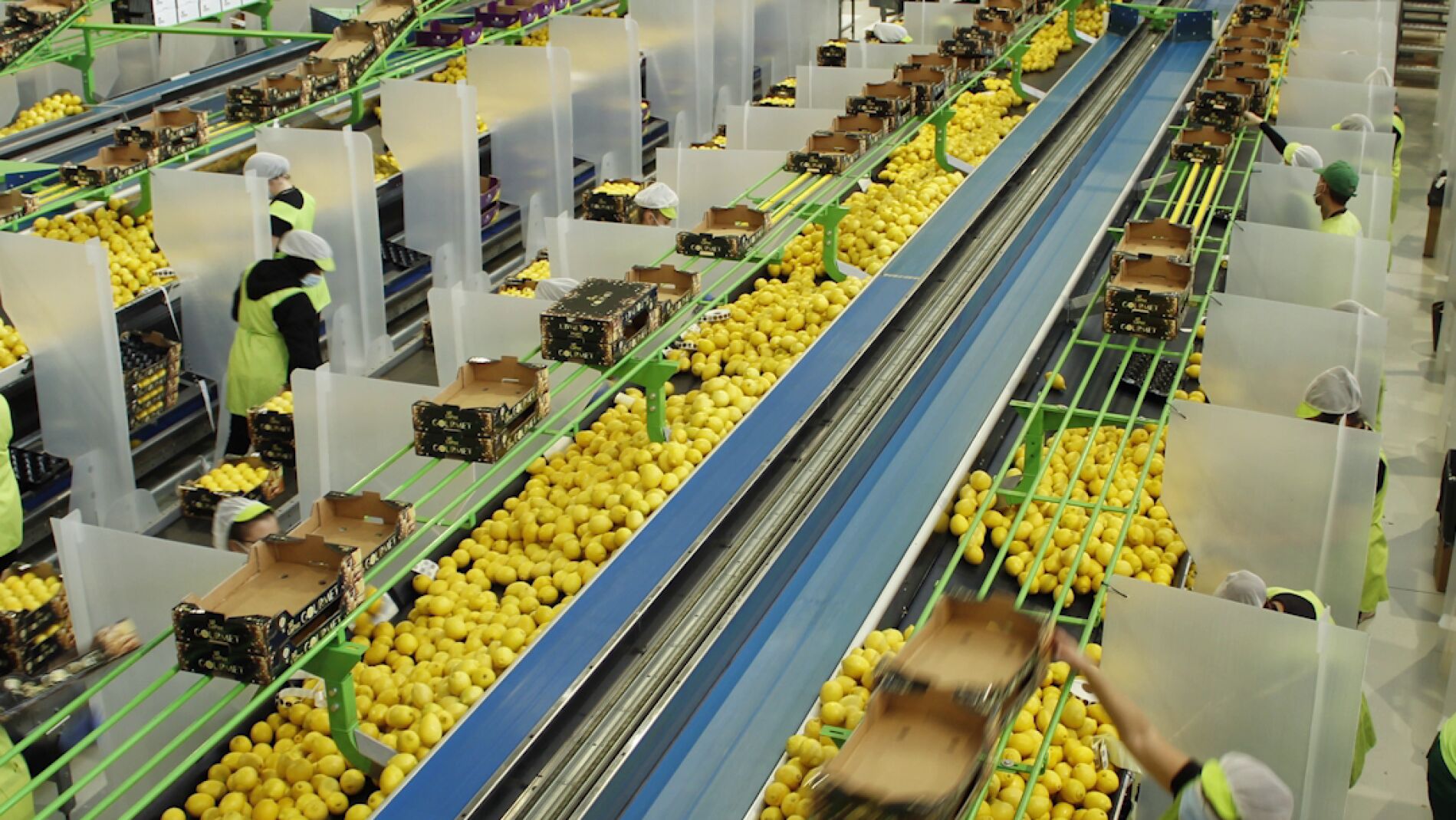 El limón europeo es un producto de proximidad